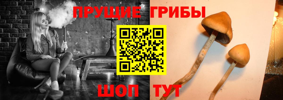 Лабинск  Псилоцибиновые грибы Cubensis  Вход с VPN 